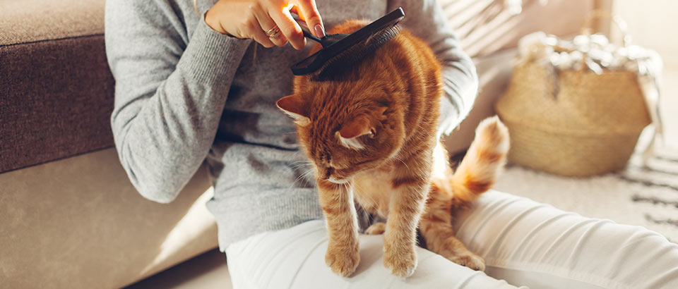 Allergenen thuis - huidschilfers van huisdieren, feiten over allergie&euml;n